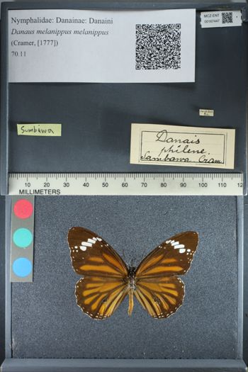 Media type: image;   Entomology 167447